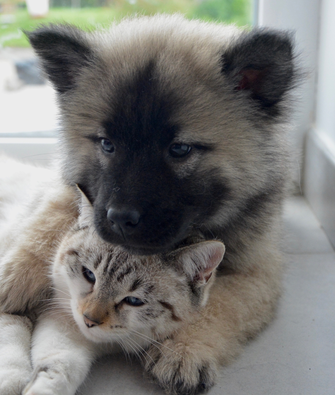 puppy vaccination