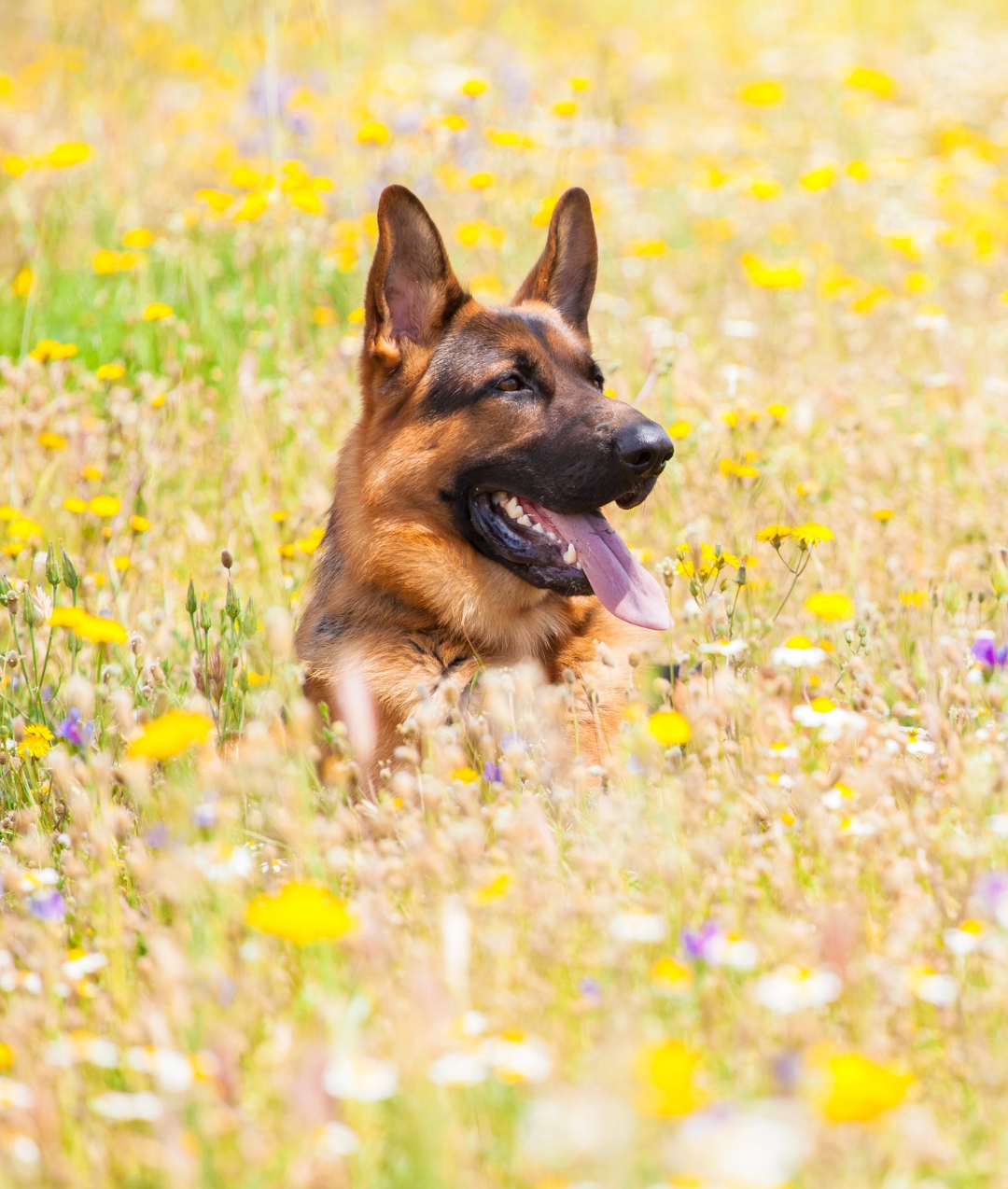 cytopoint injection for dogs at home